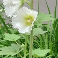 暑い夏が来ているータチアオイ
