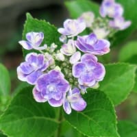 当地の梅雨、まだ続きます「アジサイ３種」。