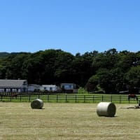 選挙には絶対行きましょう　　　2025.07.06