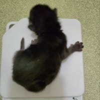未熟児の赤ちゃん猫保護