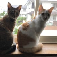 通院の日