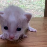 企業に捨てられた猫達のその後