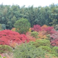 「2019 秋の京都を楽しむ」の巻！