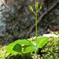 治療の合間の花散策！（ジガバチソウとイチヤクソウ、それと初見のケリと！）