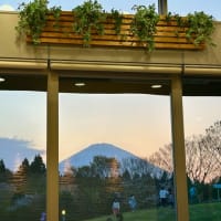 夕刻の桜＆富士山の見えるレストラン（ROYAL Garden / EXPASA 足柄上り・静岡県御殿場市）　〜♪