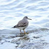 05/24探鳥記録写真：狩尾岬の鳥たち（キアシシギ三昧、）