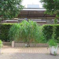 荻窪の荻　Les roseaux commun de la gare Ogikubo.