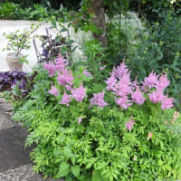 梅雨真っ最中の庭の花