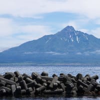 ６月の礼文島３，４日目（最後）