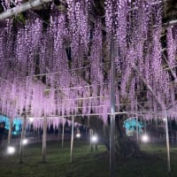 2025・GW関東フラワーフェス訪問