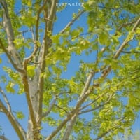 栞写真から蘇る鮮烈な記憶