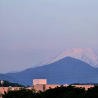 5月5日、朝散歩～富士山とダイサギ～♬