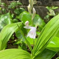 お散歩花日記　Flowers diary