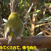 反省の反省！！