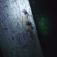 カブトムシ捕り・・・大量発生？？
