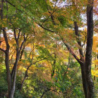 京都の紅葉を見に