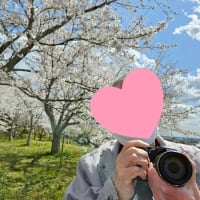 春のお花見ダイジェスト