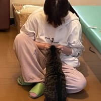 今週の水草水槽＆にゃんこ 2025.6.18