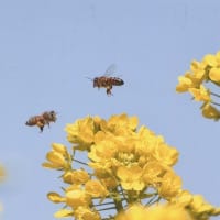 菜の花とミツバチ・・・伊藤信男さんの写真