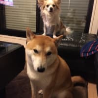 今年も春が。