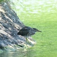 小さな島を動き回っていた、ササゴイの幼鳥。