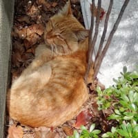 私の独り言・・猫編２０２４．０２２２～