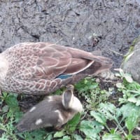 感激！久しぶりのカモちゃん母子との対面