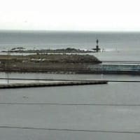 海鳥のサンクチュアリ　天売島と森林浴を楽しむメルヘンの焼尻島　２７回目　天売島
