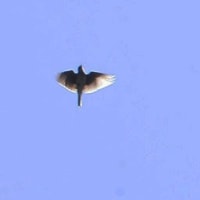 空にヒバリ　地にキジ