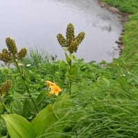 コバイケイソウはそろそろ種に