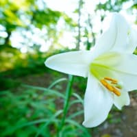 タカサゴユリが咲きました！（板橋区立赤塚植物園 2024.8.4撮影）