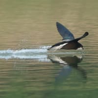 ハリオアマツバメさん無性に逢いたくて! その2