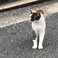 朝ウォーキングの風景。令和7年6月25日。地表だと人が通るたびに人を気にしてしまう。