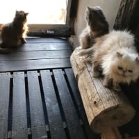 ホーホケキョ♪お元気ですか♪３月の寒い朝