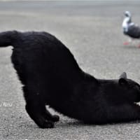 すとれっち～～