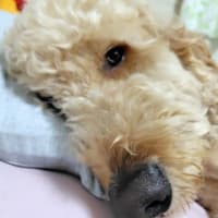 行商頑張らねば