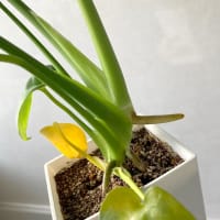 カラテアとモンステラを植え替え