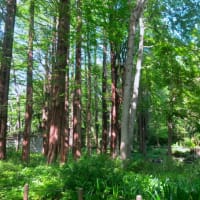 都立林試の森公園散策