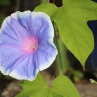 奇跡的に、出会った、タマシギの姿、ドキドキ眺め　(　岐阜県美濃地方　)