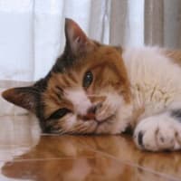 「猫デリバリー」