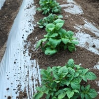 夏野菜・・・