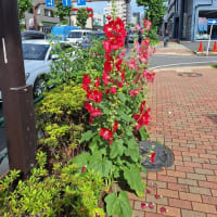 打席には清宮…新庄監督の「異次元采配」にファン困惑まさかの決断が「トリッキー」・・・　小三治師匠目指して！
