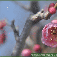 春本番並みの暖かさに誘われて、庭の梅が例年よりも3週間程遅れて本日開花しているのに気が付いて・・・