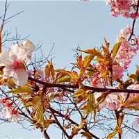 河津桜