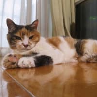 「猫デリバリー」