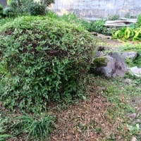 「つつじ・さつき」類の剪定は自己流。