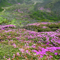 ピンクのスカートみたい ～ 扇ヶ鼻（1698m）のミヤマキリシマ開花状況