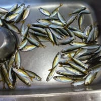 鯵釣り