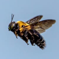 クマバチの飛翔（２）