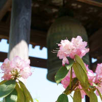 花のお寺　幸安寺　春の花々